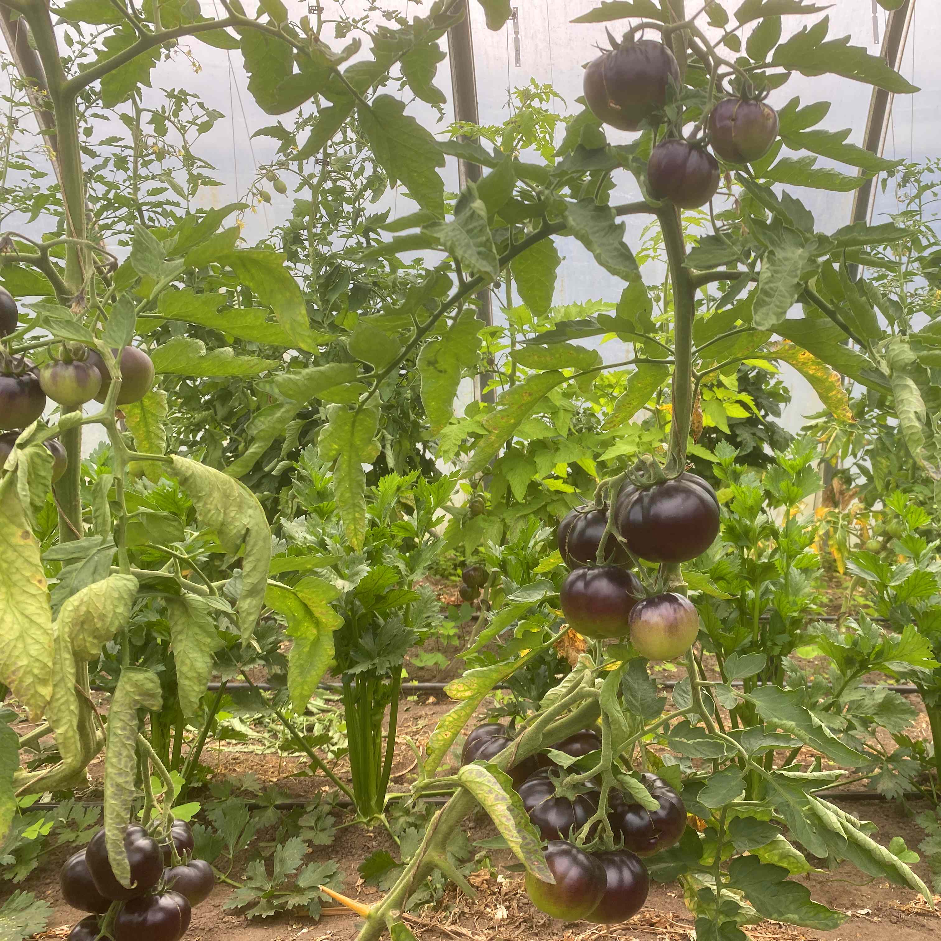 Tomatensaatgut Märchennacht