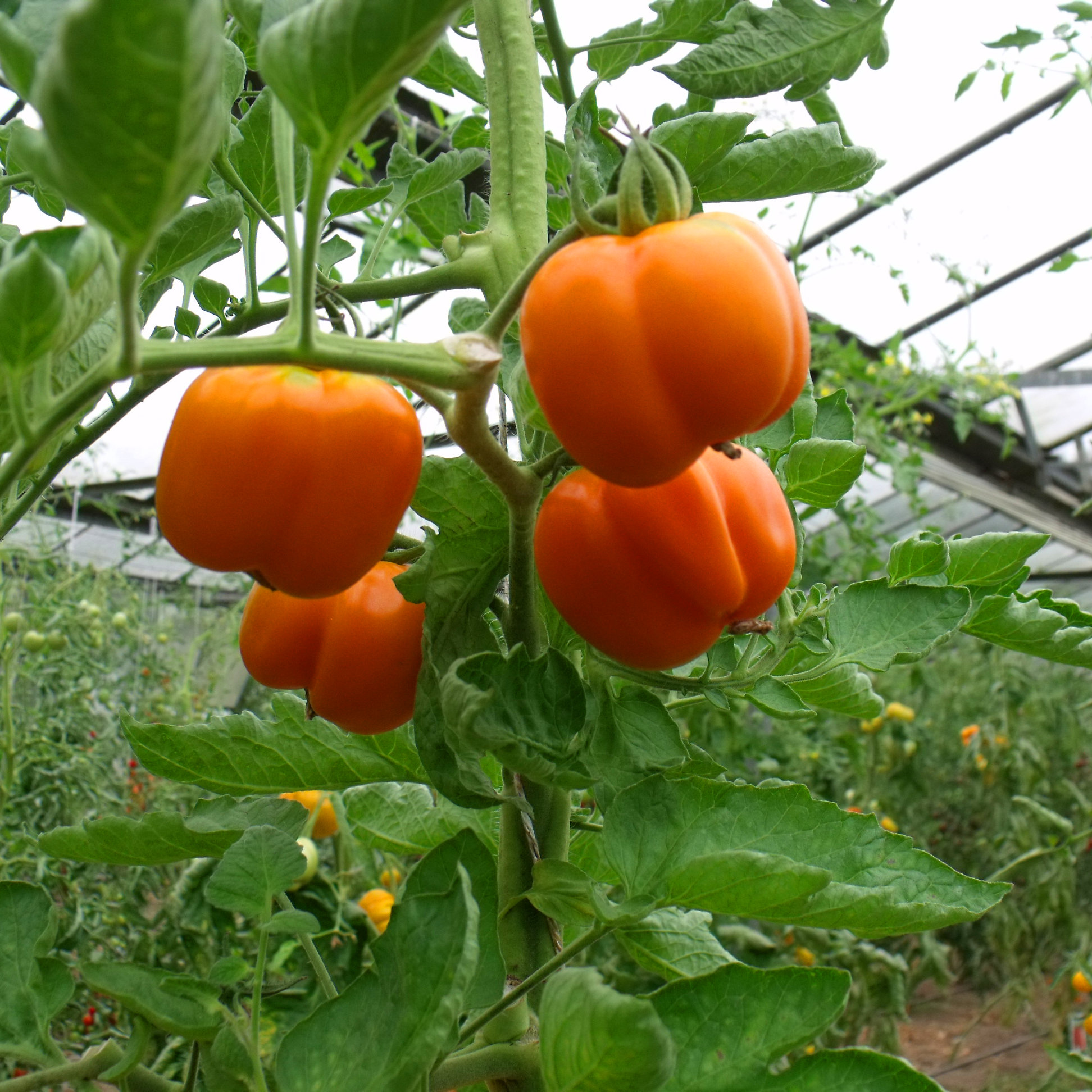 Tomatensaatgut Märchensnack