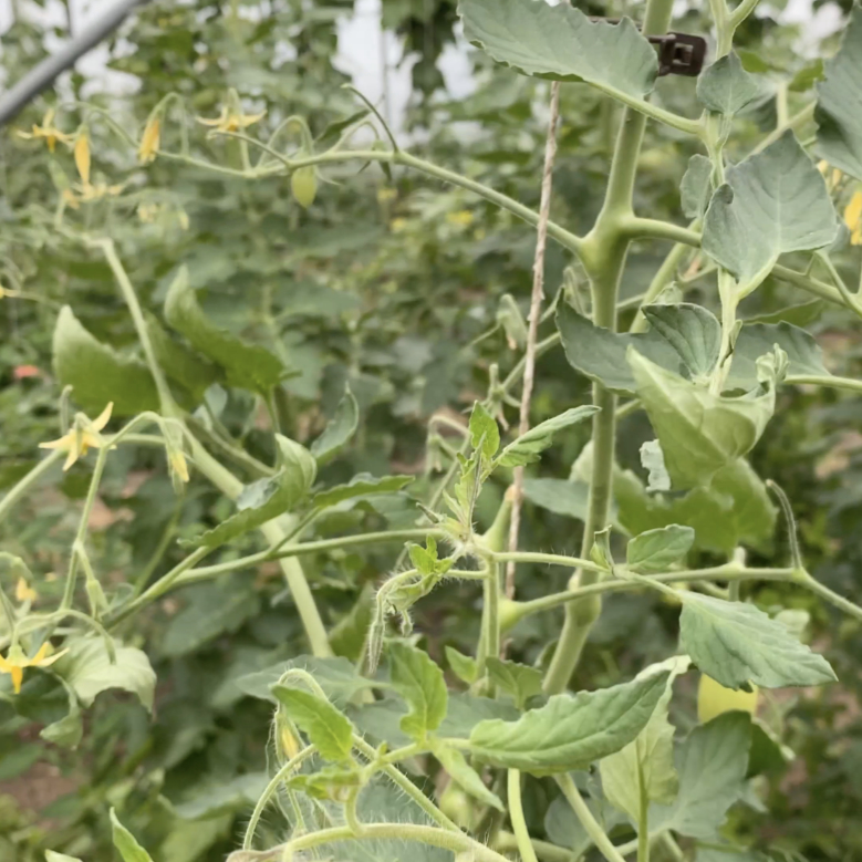 Tomatensaatgut Märchengold