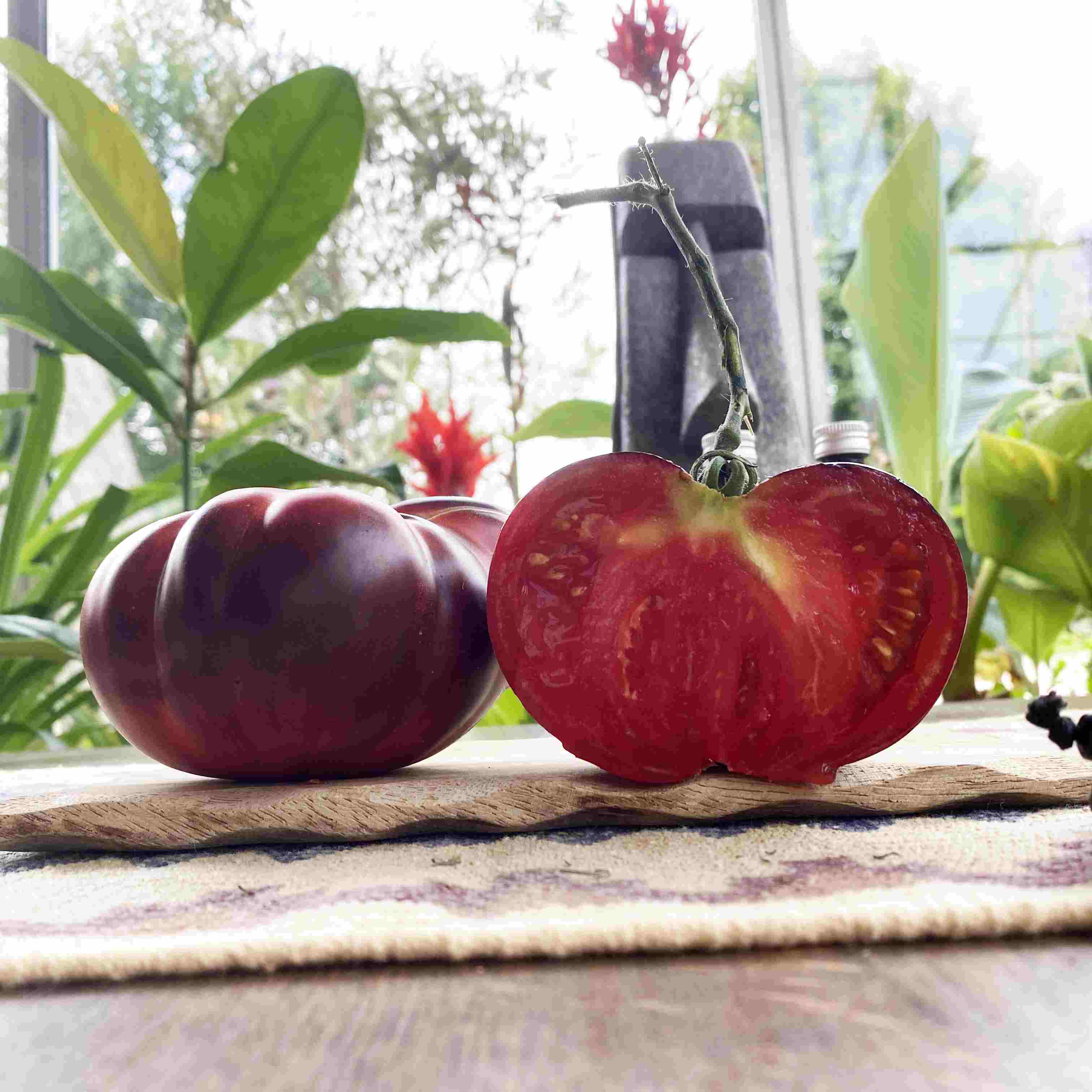 Tomatensaatgut Siberian Tiger