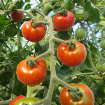 Rote Pelzige Tomatenvielfalt