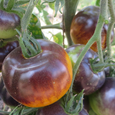 Orange/Blaue schöne Tomatenrarität 