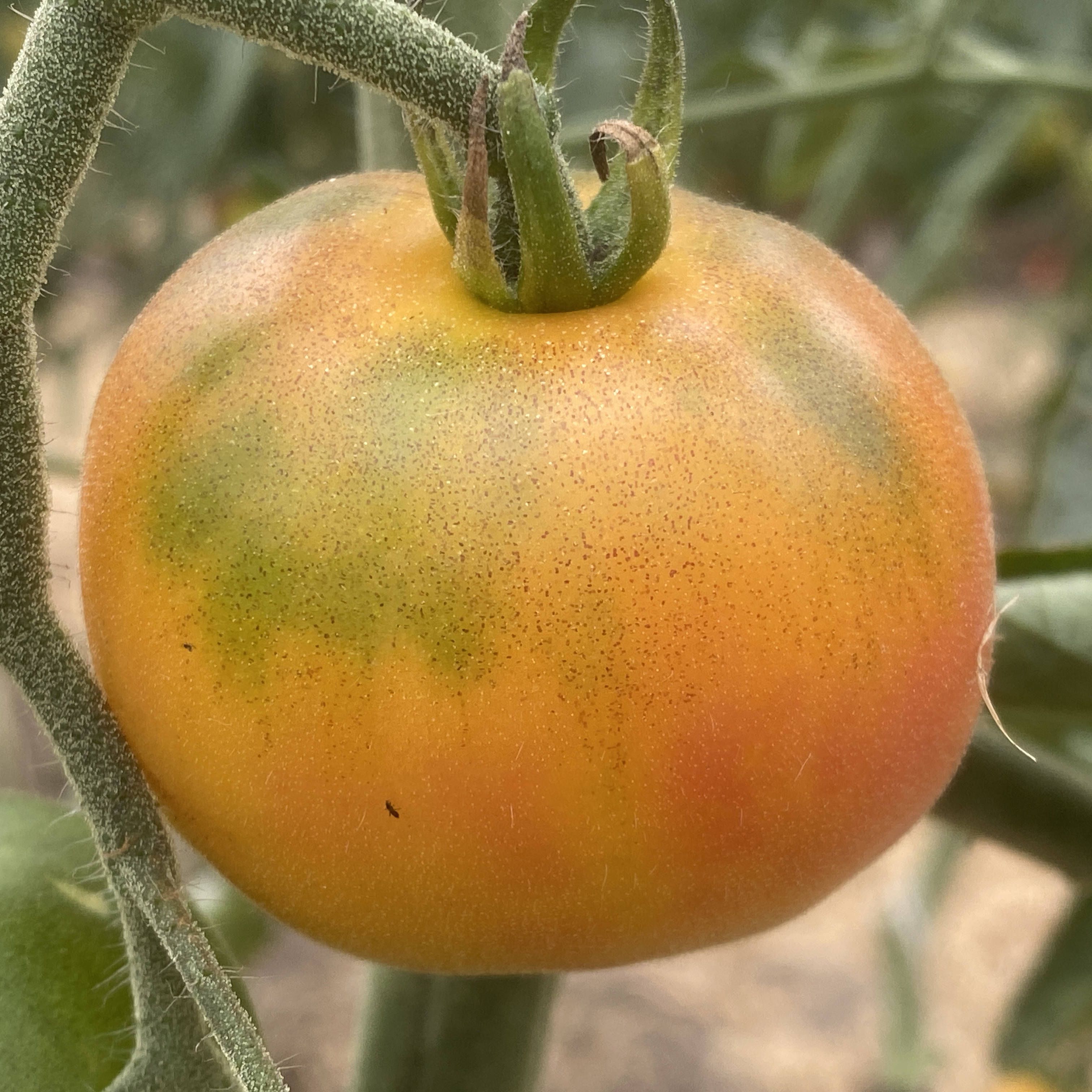 Tomatensaatgut E-Beach