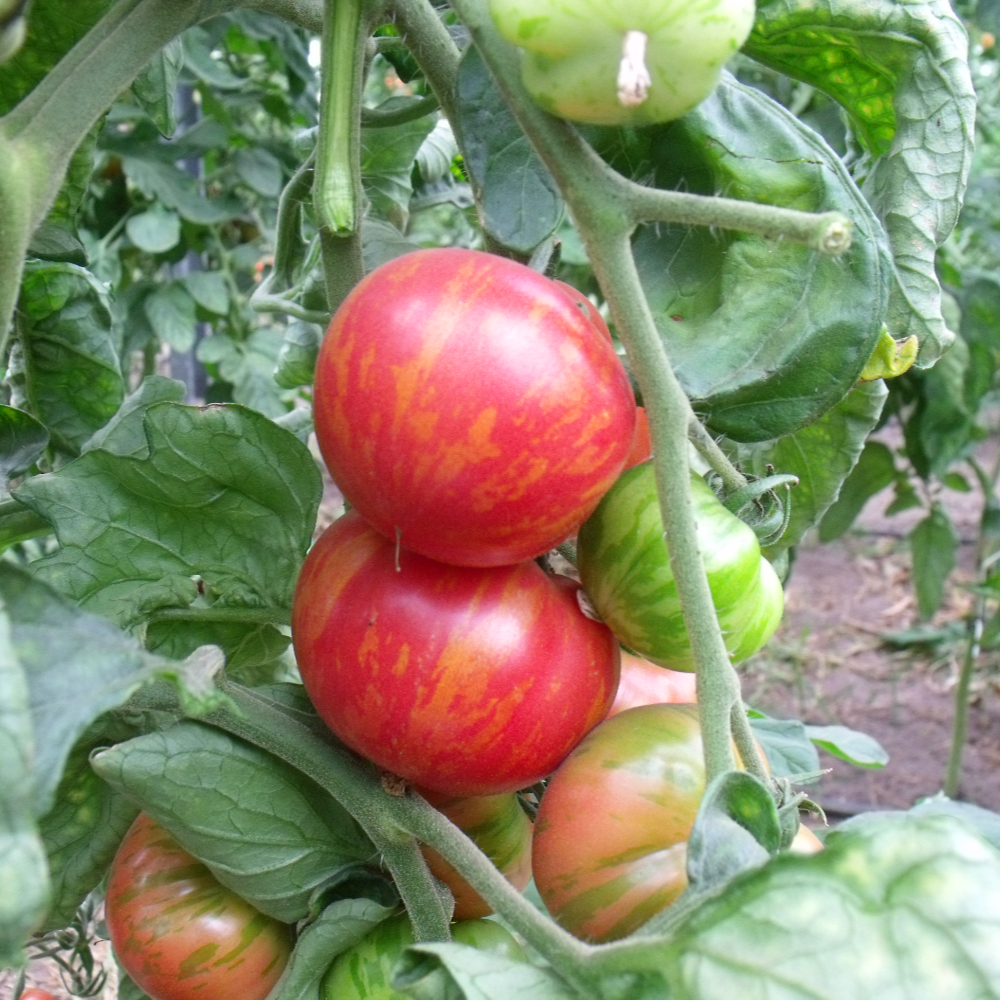 Tomatensamen einer roten Tomate mit orangen Streifen