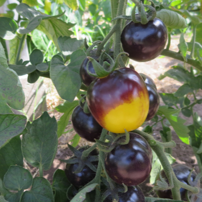 Gelb/Blaue Tomatenrarität