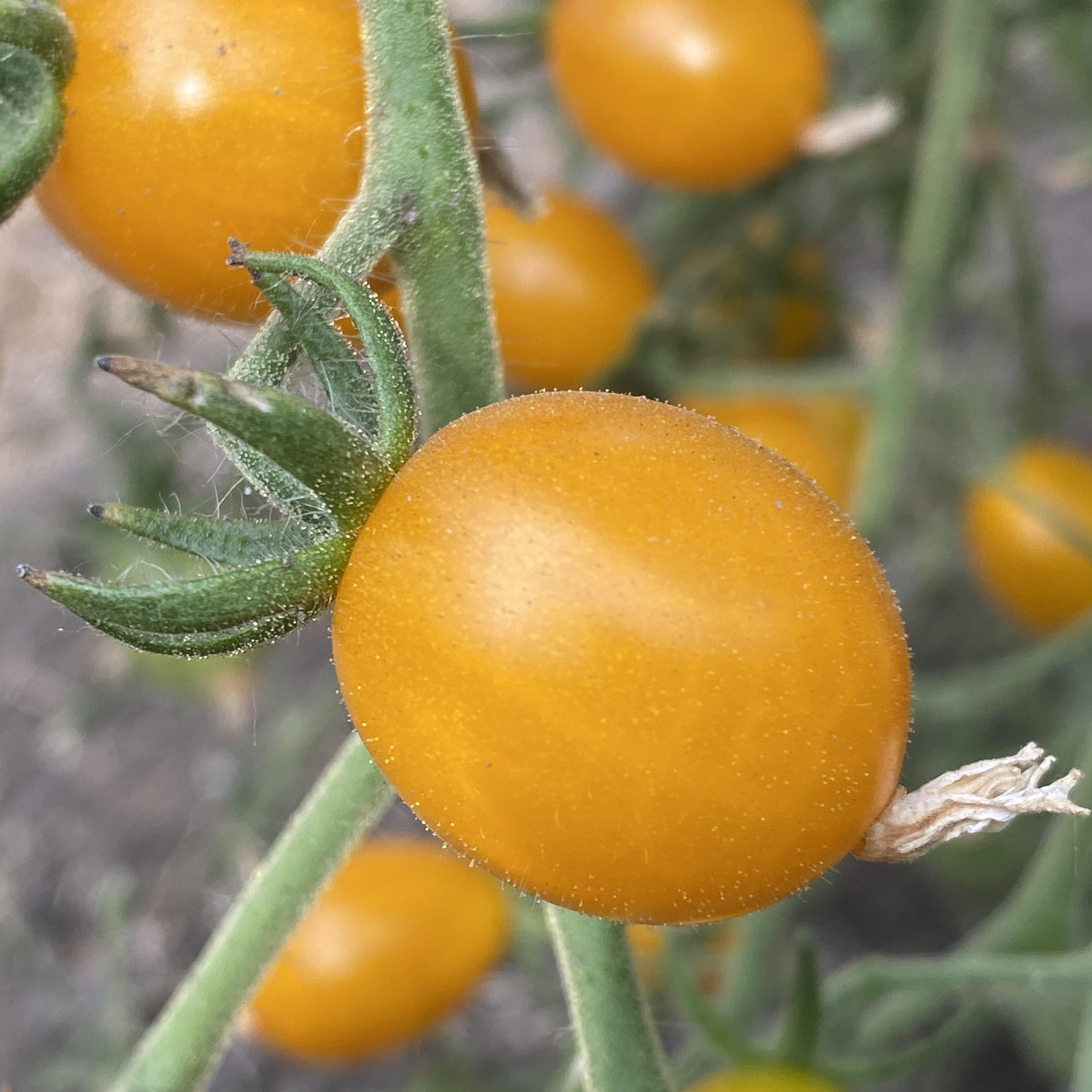 Tomatensaatgut Yellow Grape