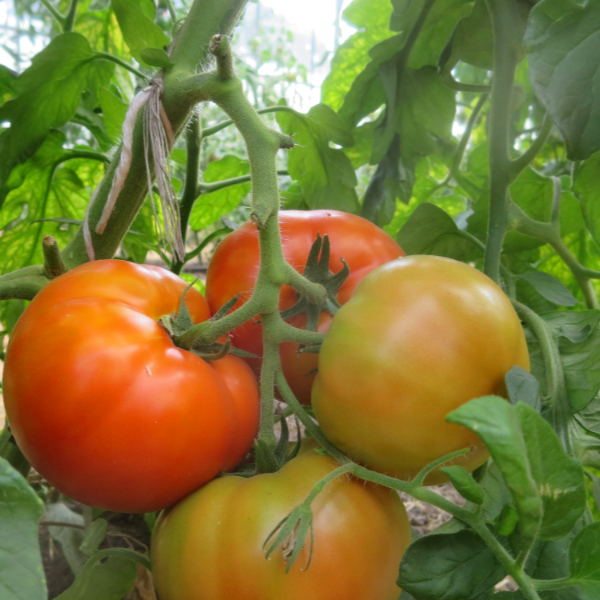 Orange Demeter Tomatenfrucht