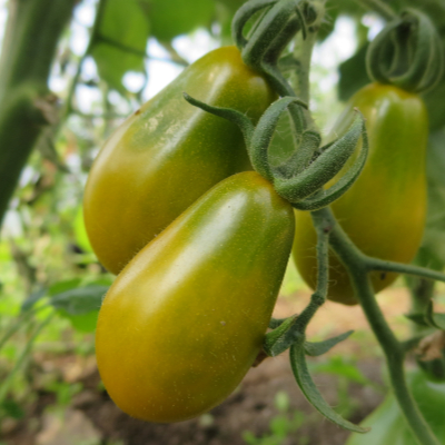 Grün und Gelbe Tomatenfrucht mit Geschmack