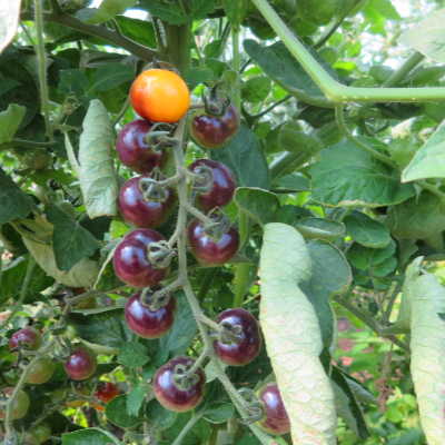 Gelbe/Blaue Demeter Tomatenraritäten