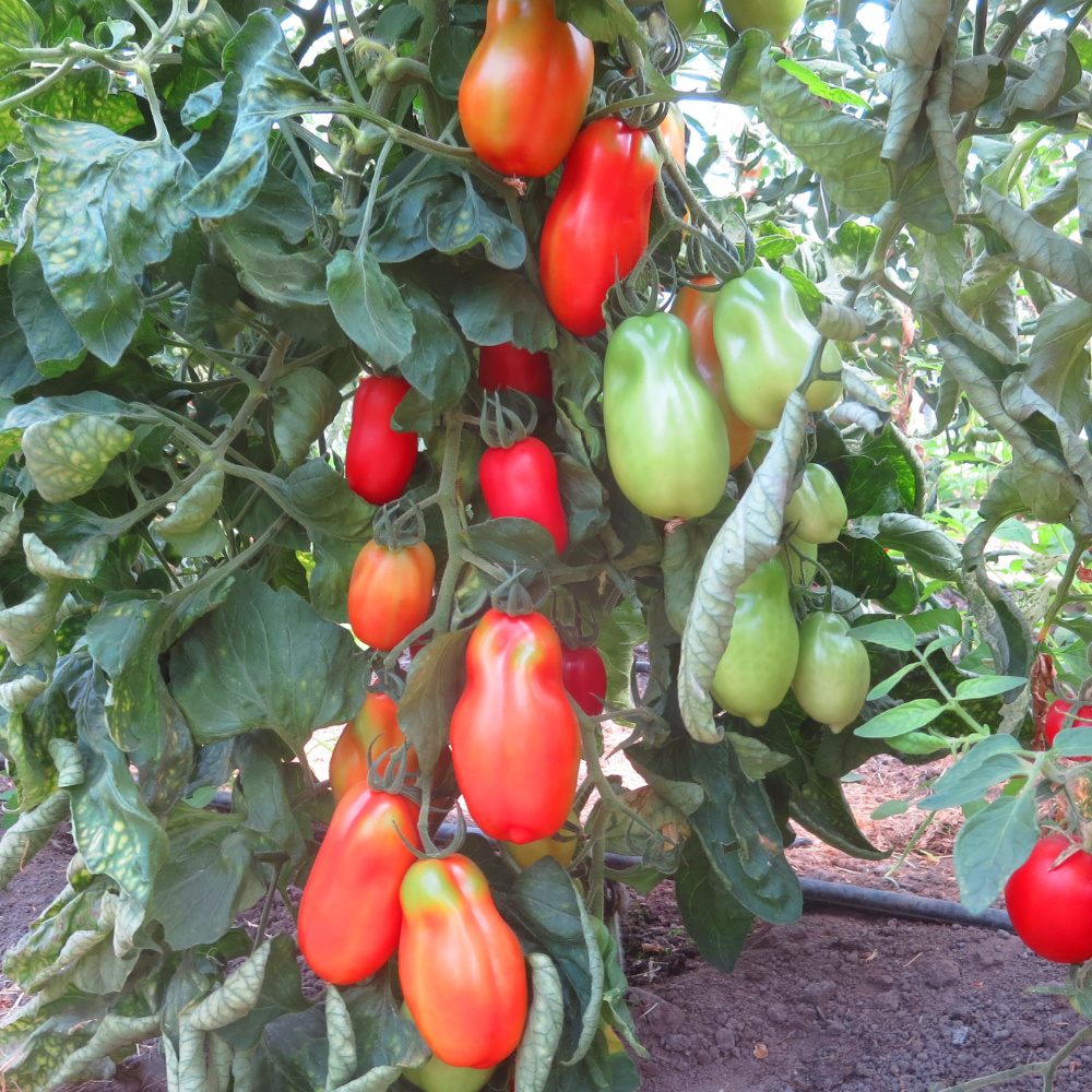 Rote Cherry Tomatenvielfalt