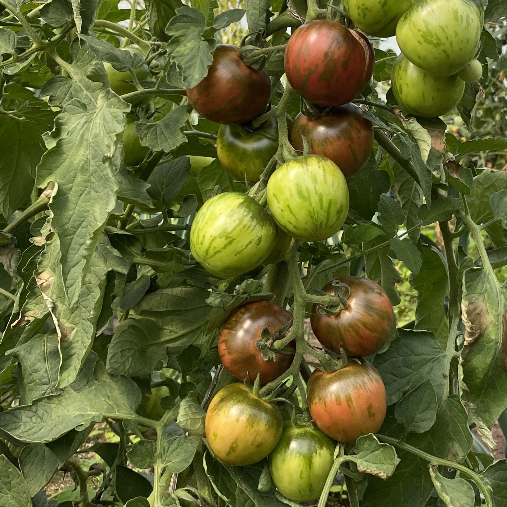 Tomatensaatgut Black Vernisage