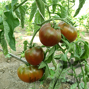 Braune Demeter Tomate 