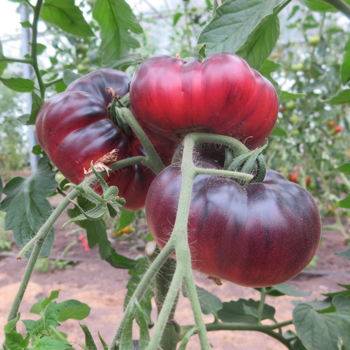 Pink und Blaue Tomatensorte mit Geschmack