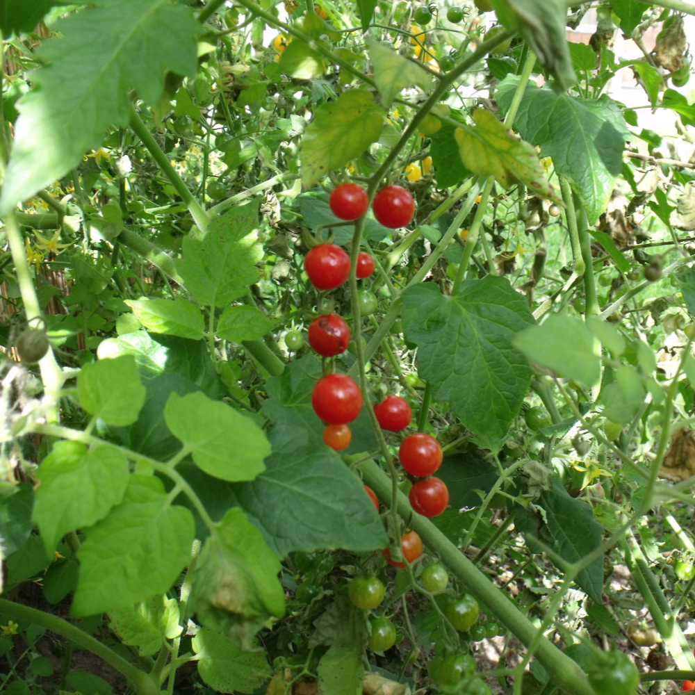 Rote tomatenvielfalt