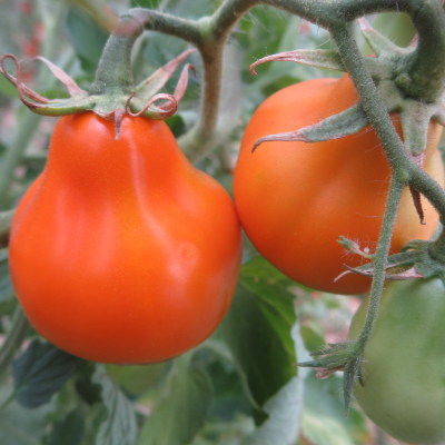 Orange tomatenvielfatl in Birnenform