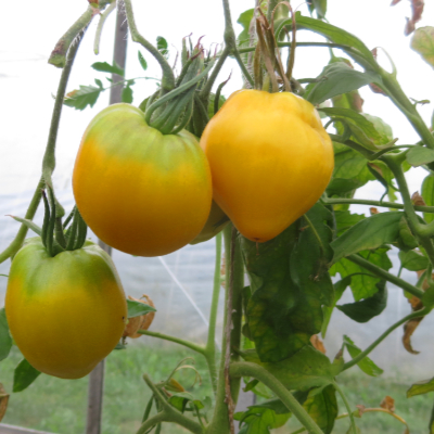 Gelbe Tomatenfrucht mit Grünem Kopf