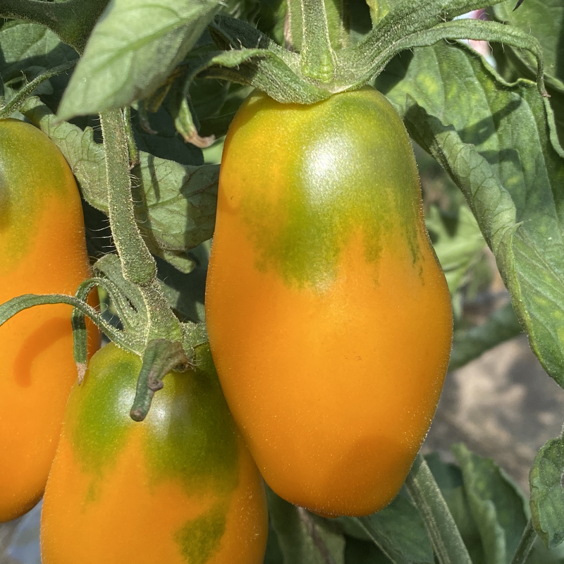 Drei gelbe längliche Tomatnefrüchte