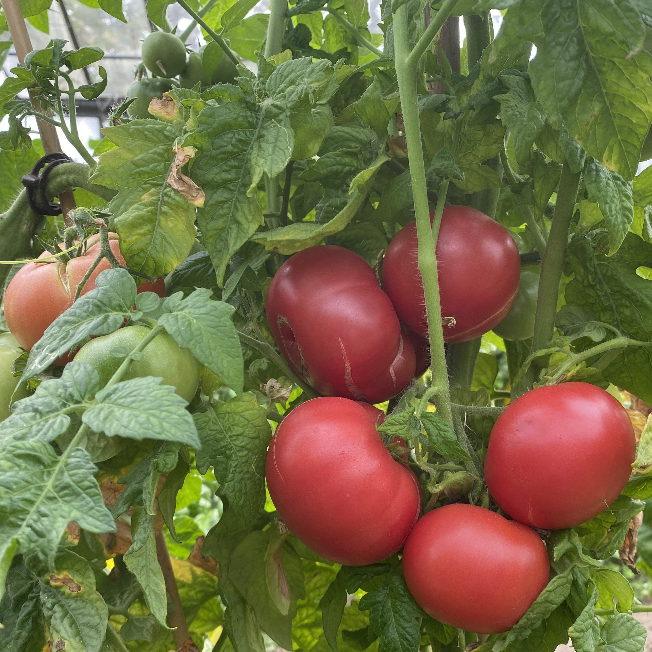 Tomatensaatgut Dwarf Champion