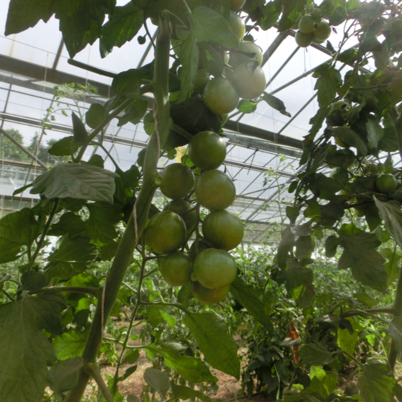 Gürne Cherry Tomatenvielfalt mit Geschmack