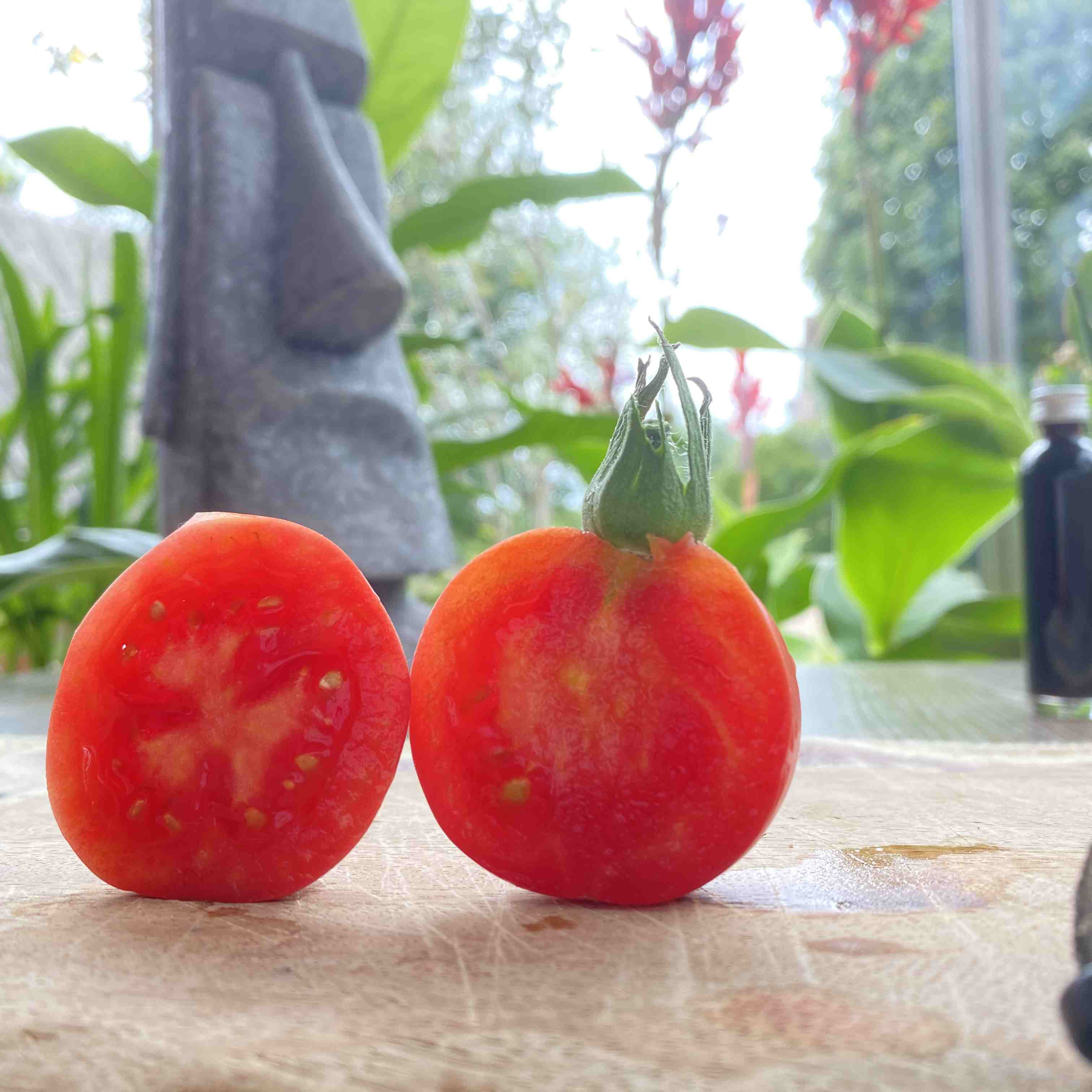 Tomatensaatgut Zuan Hong Kiao