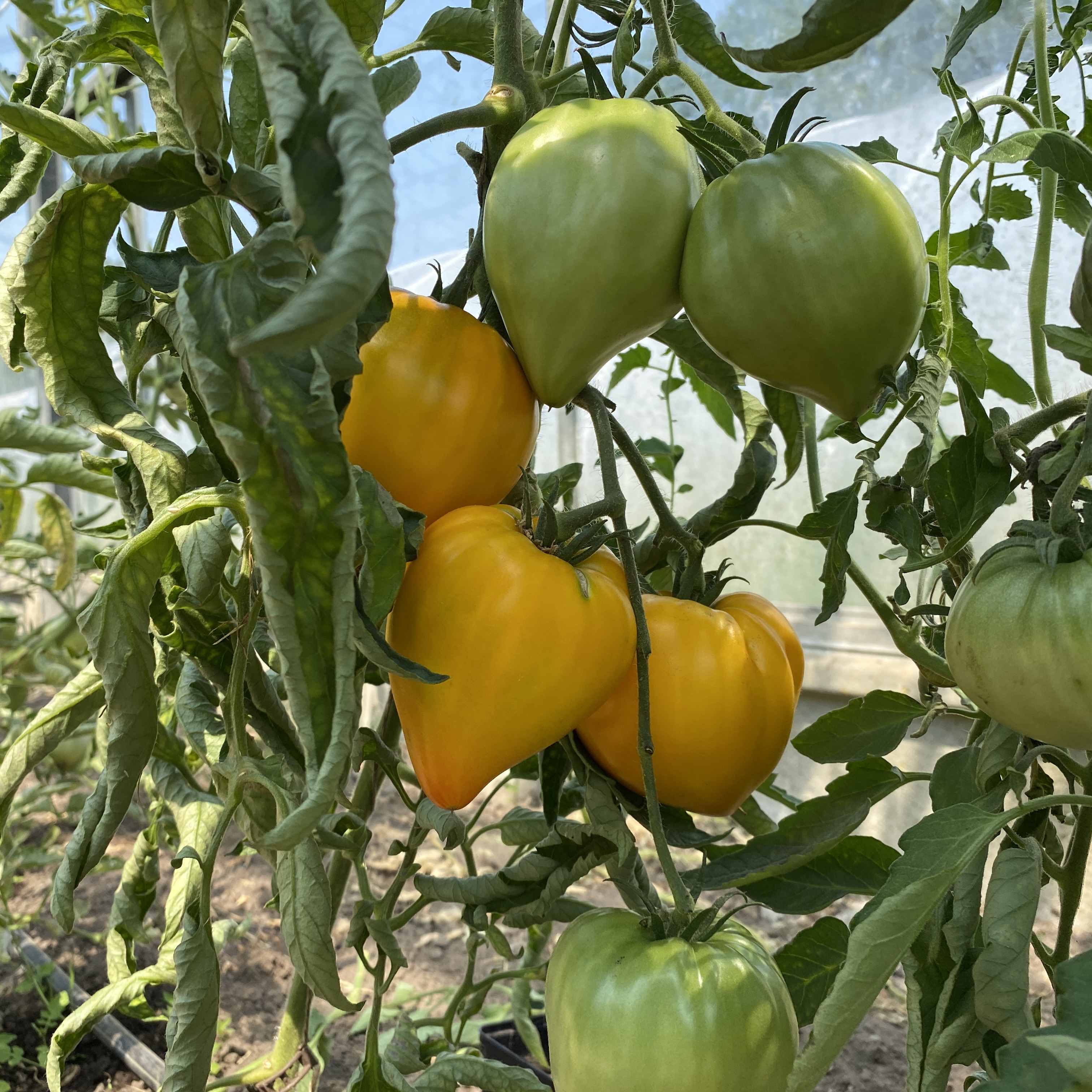 Tomatensaatgut E-Tornado