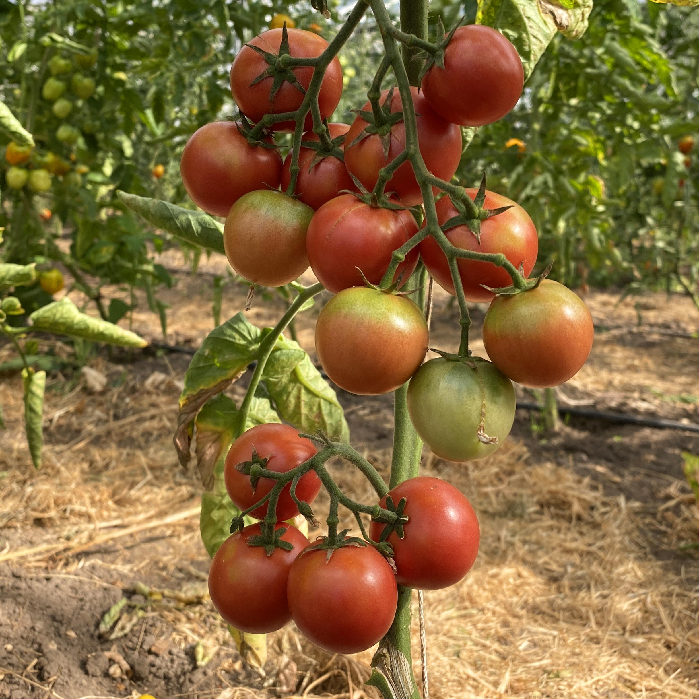 Tomatensaatgut Brandywine Cherry