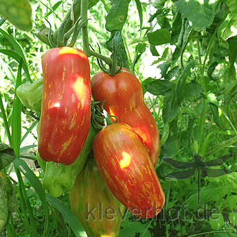 Orange längliche Zebra tomatenfrucht