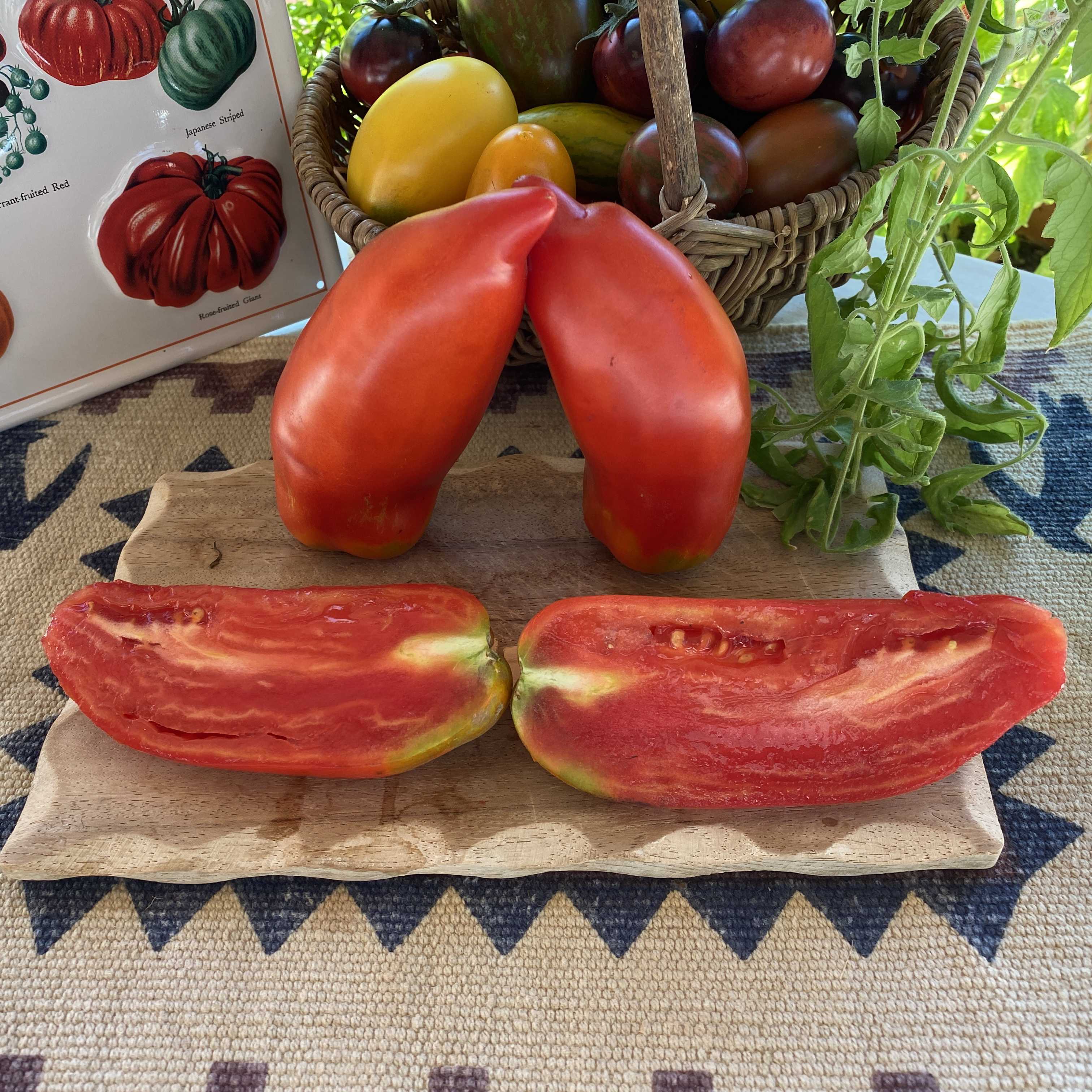 Tomatensaatgut Andenhorn