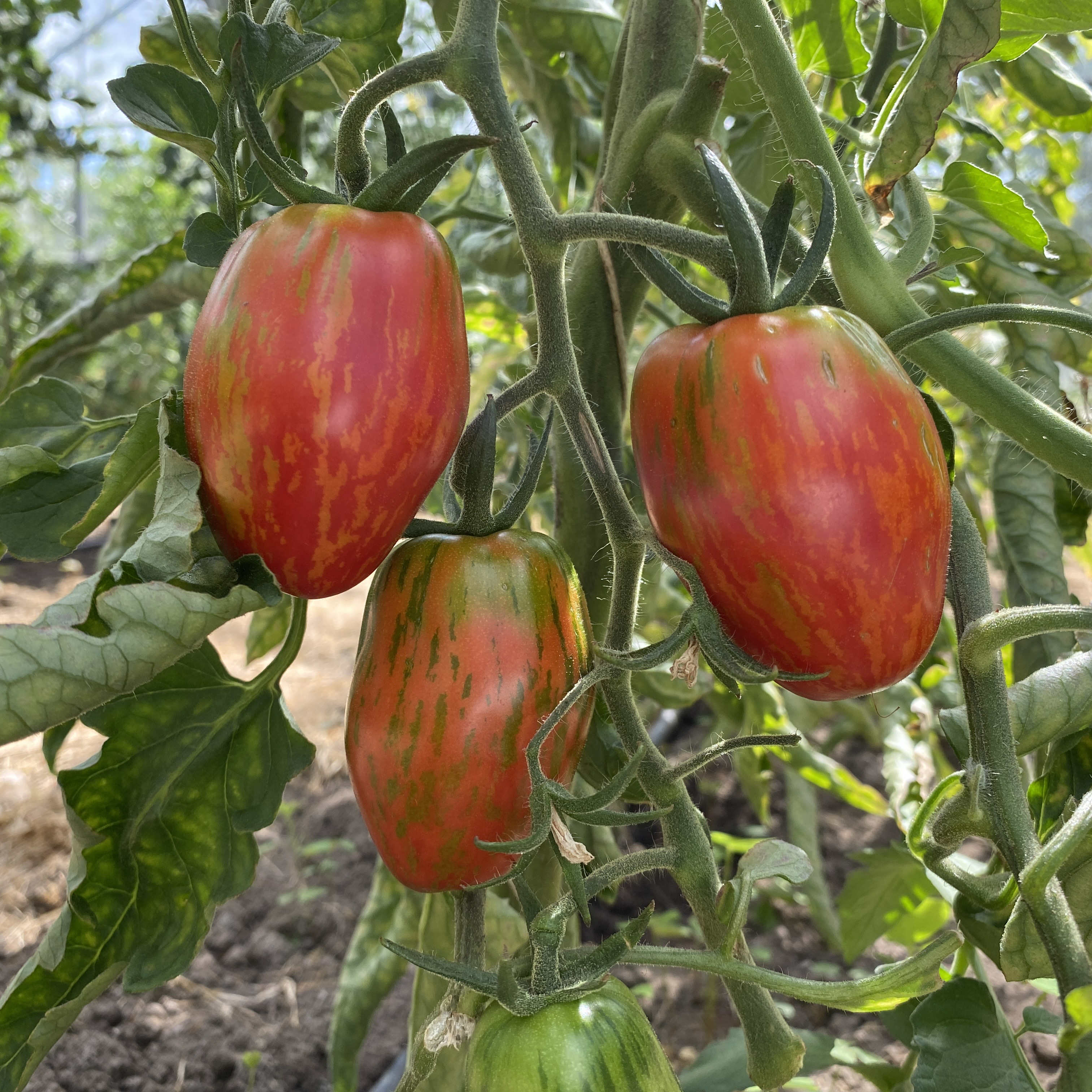 Tomatensaatgut Tonnelet