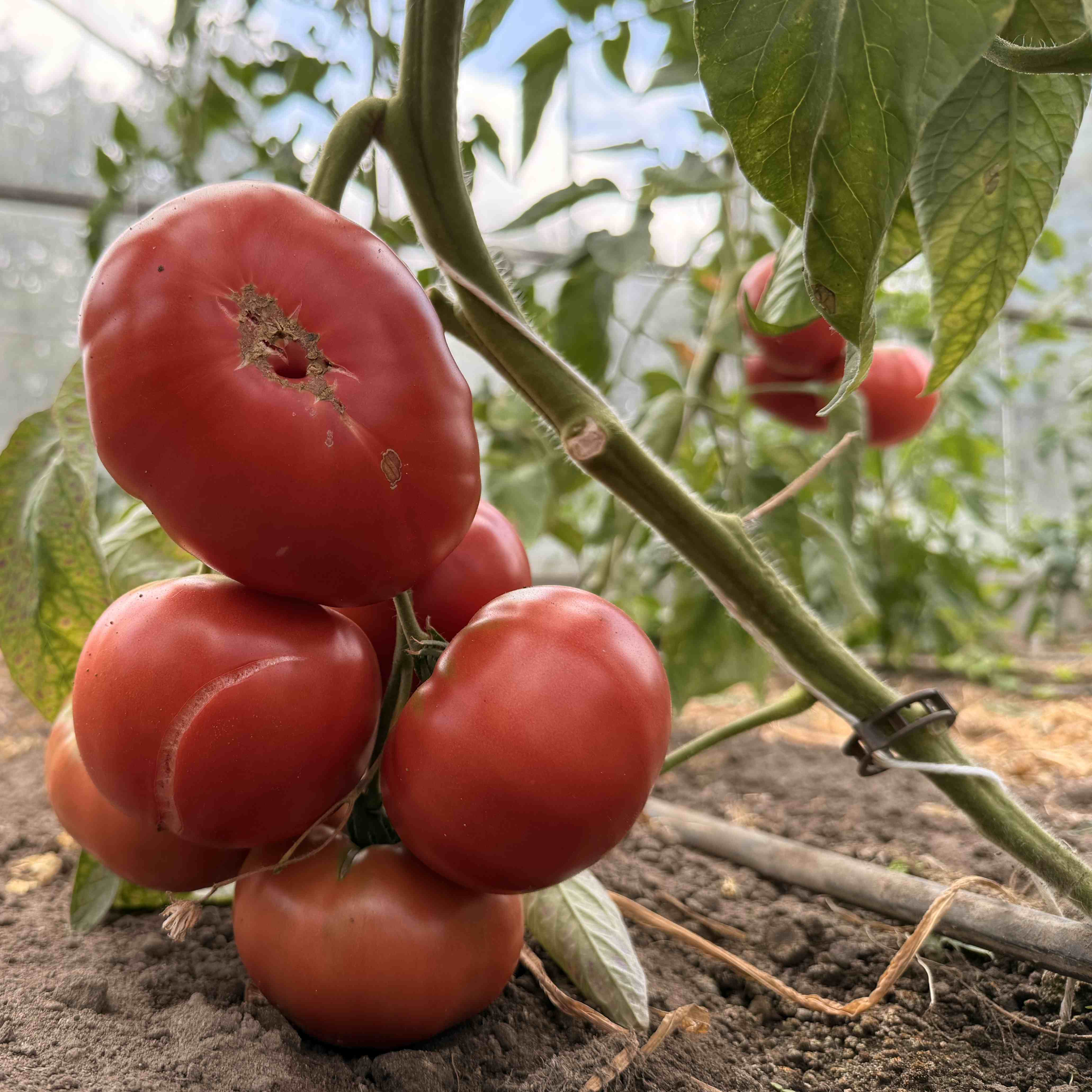 Tomatensaatgut Cabin Fever