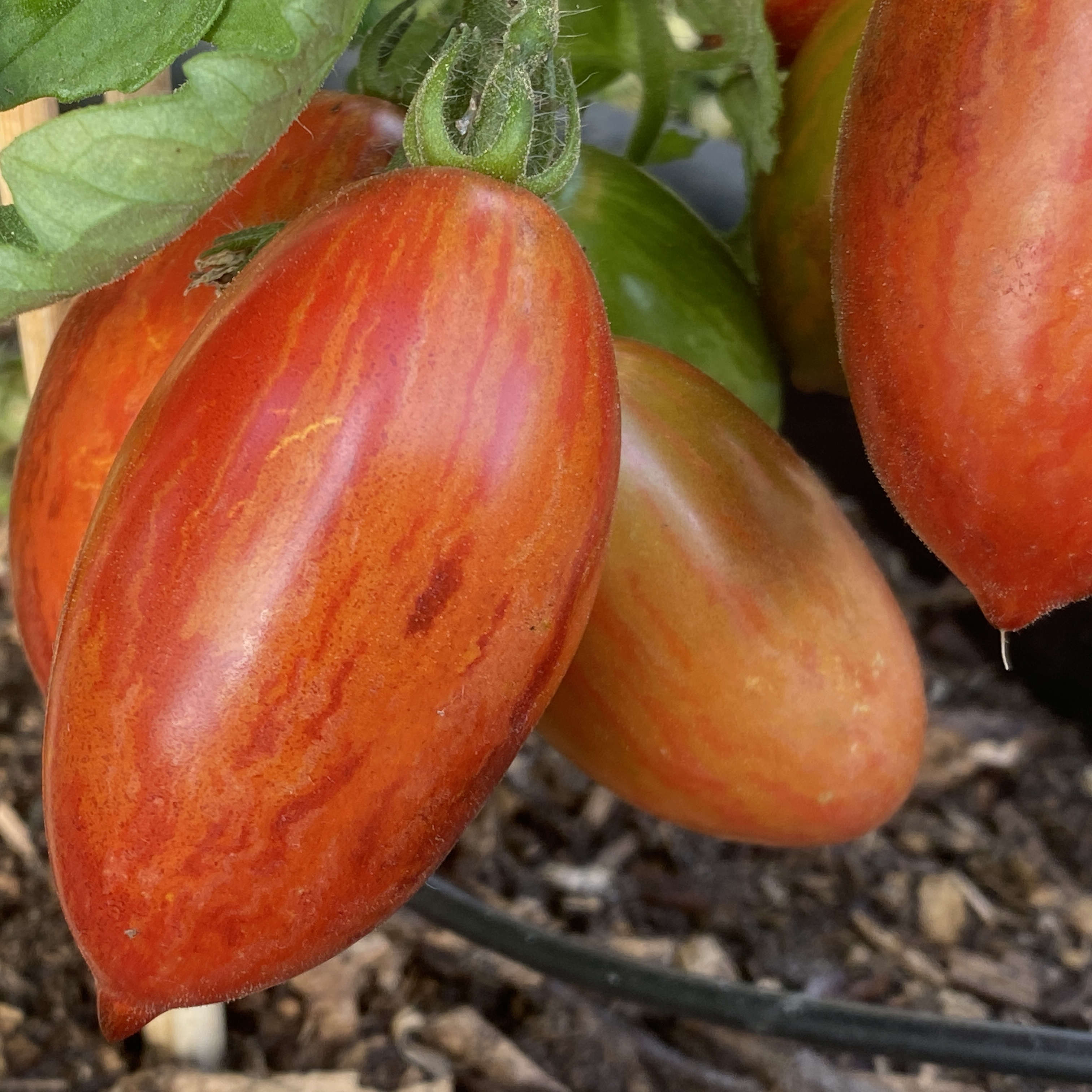 Tomatensaatgut E-Glut
