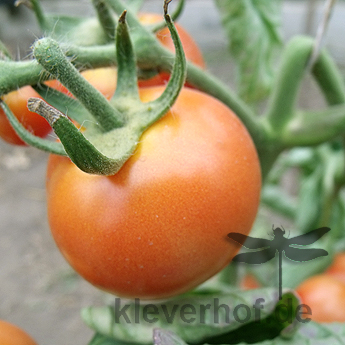 Orange Cherry Tomatenfrüchte mit Gechmack