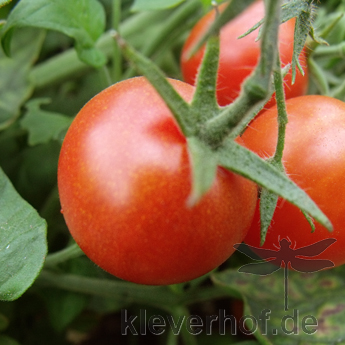 Rote Cherry Tomatenvielfalt