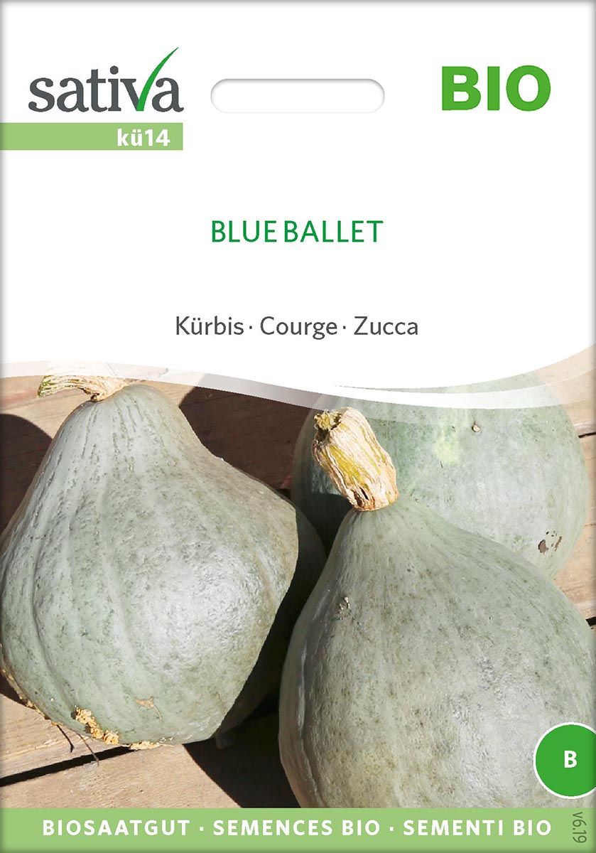 Saatgut Kürbis Blue Ballet -S-