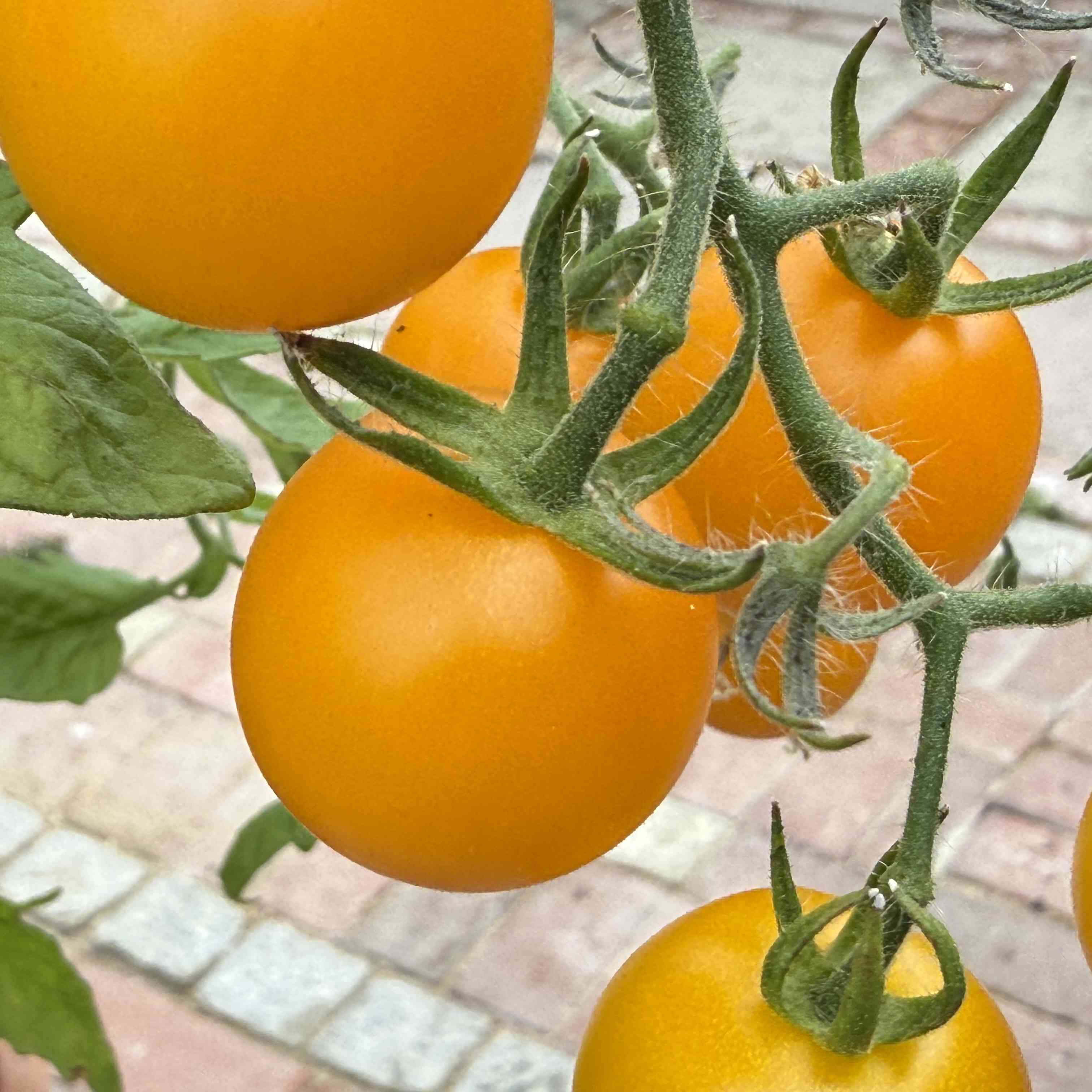 Tomatensaatgut Tumbling Junior Yellow