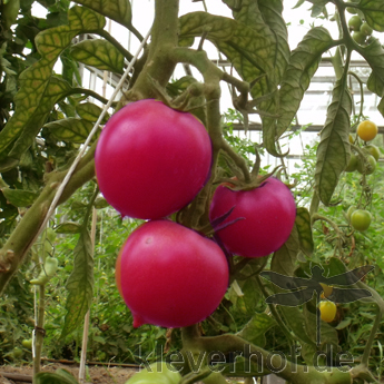 Rot und Pinke Tomatenrarität mit gutem Geschmack