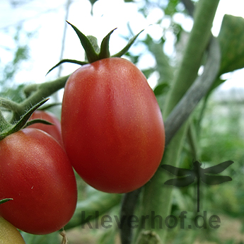 Rote Alte Tomatensorte