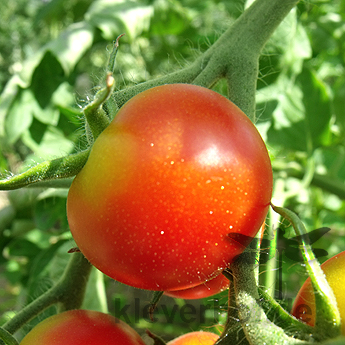 Tomatensaatgut Benarys Gartenfreude