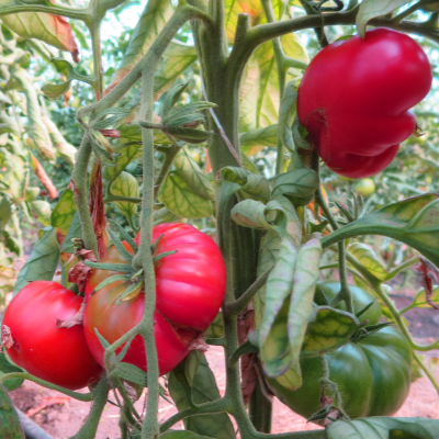 Rote Tomatenvielfalt