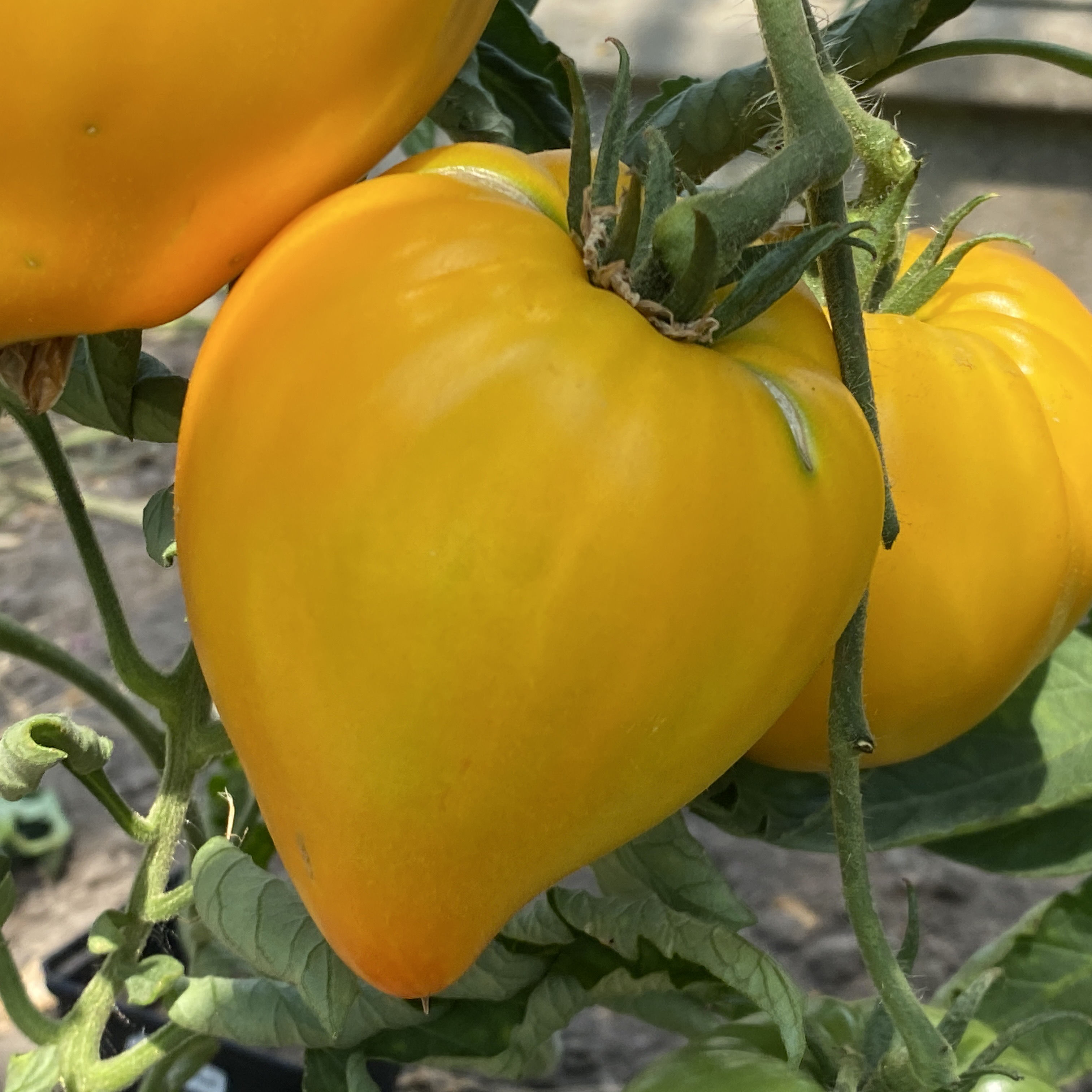 Tomatensaatgut E-Tornado
