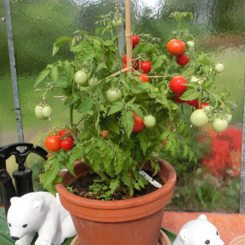 Rote Cherry Tomaten am Strauch