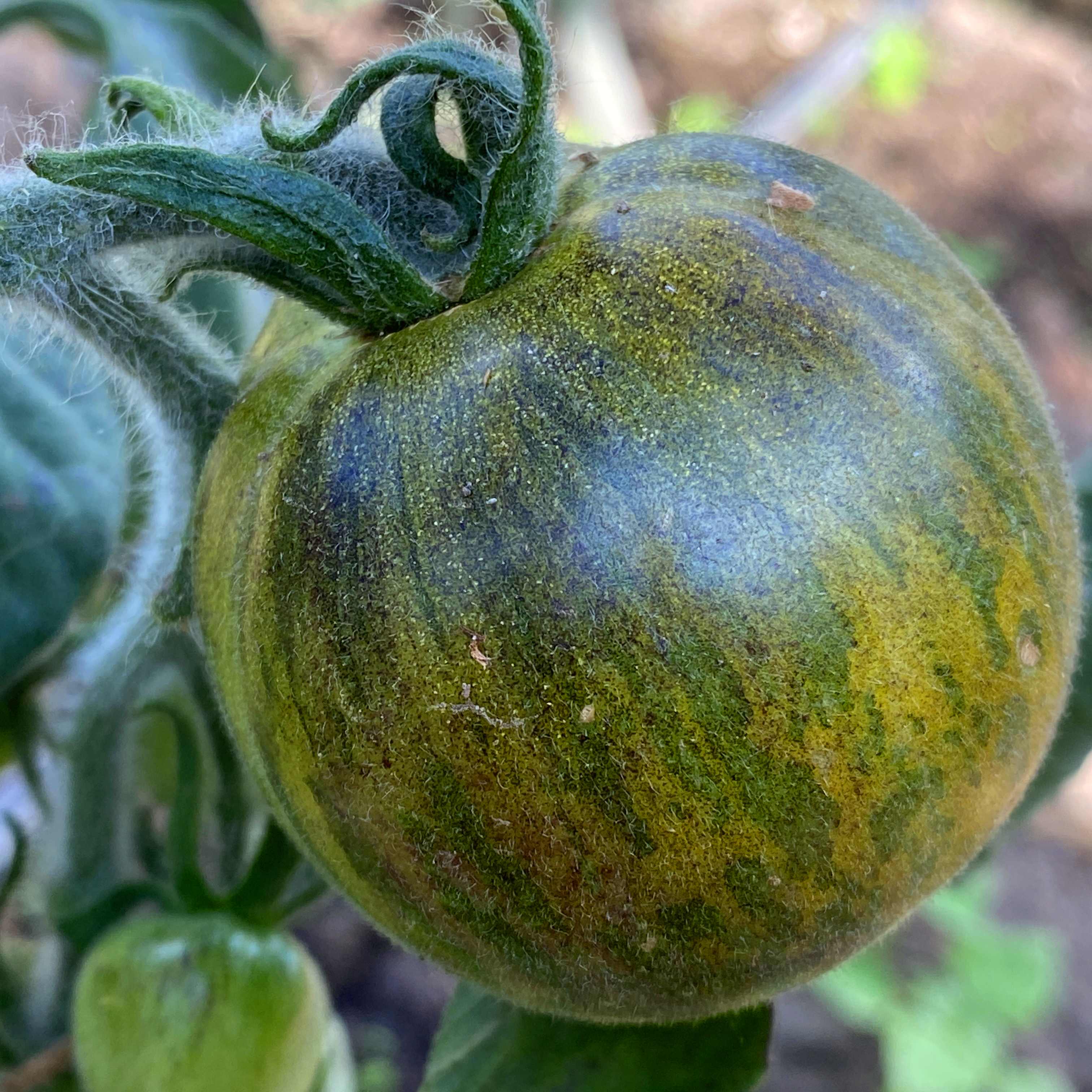Tomatensaatgut Woolly Green Zebra
