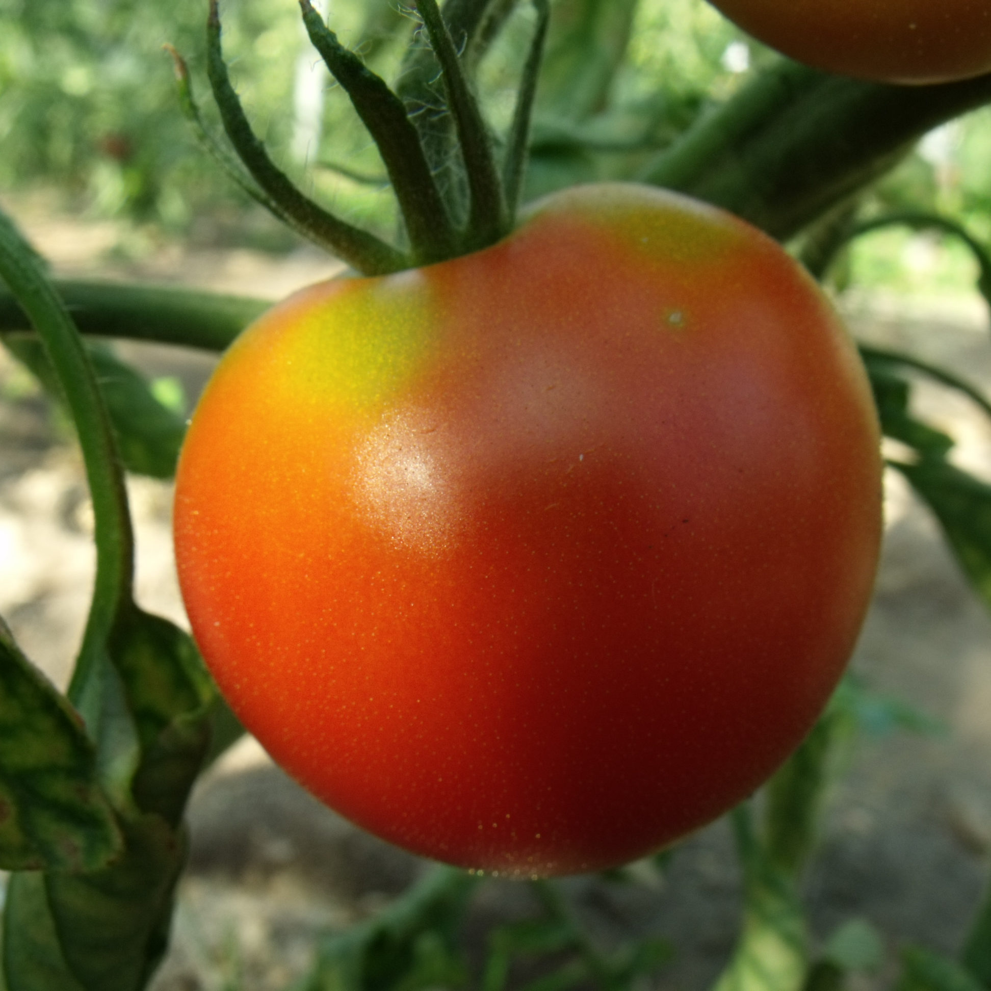 Rote Bio Tomate