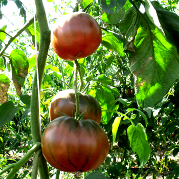 Braune gechmackvolle Bio Tomatenfrucht