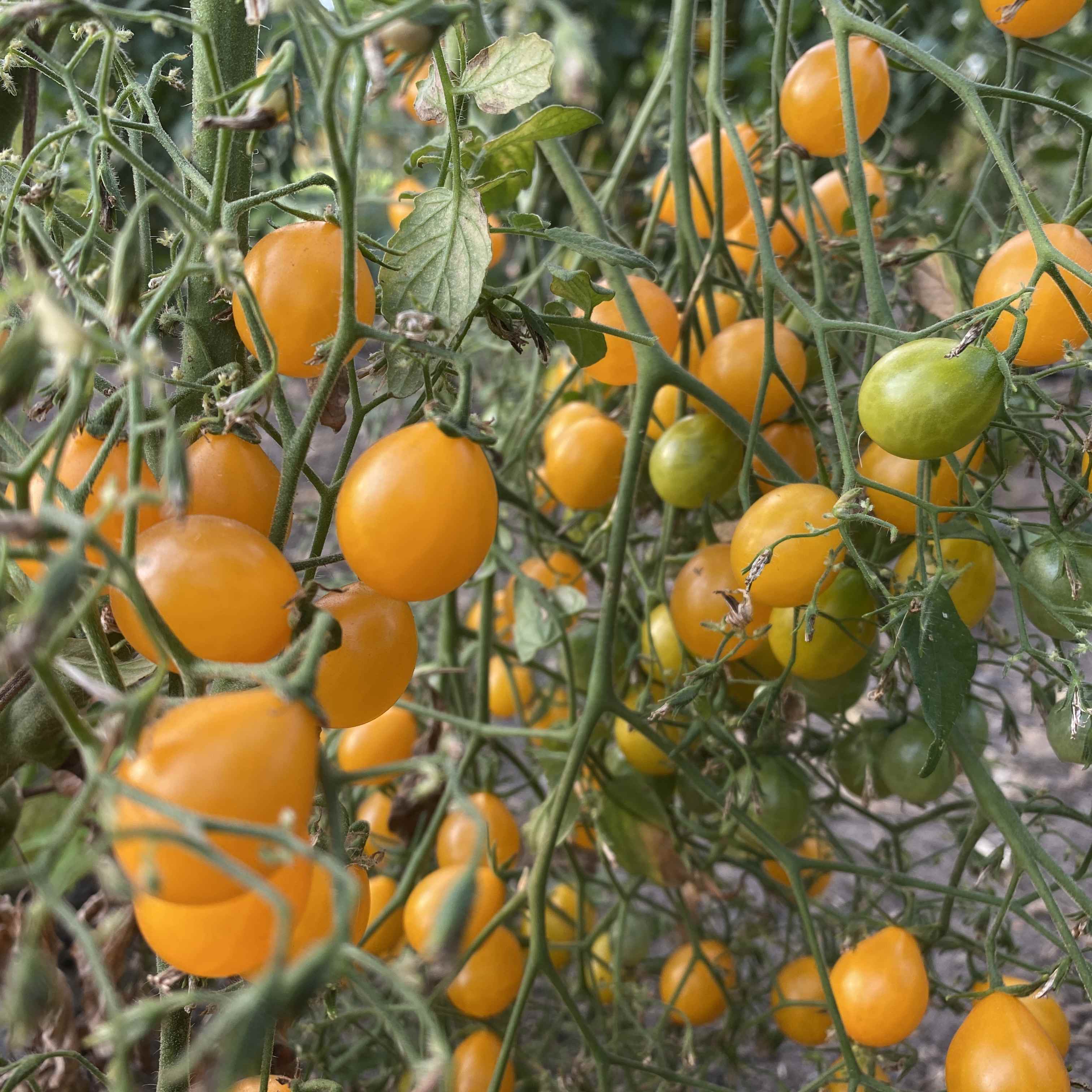 Tomatensaatgut Microwein