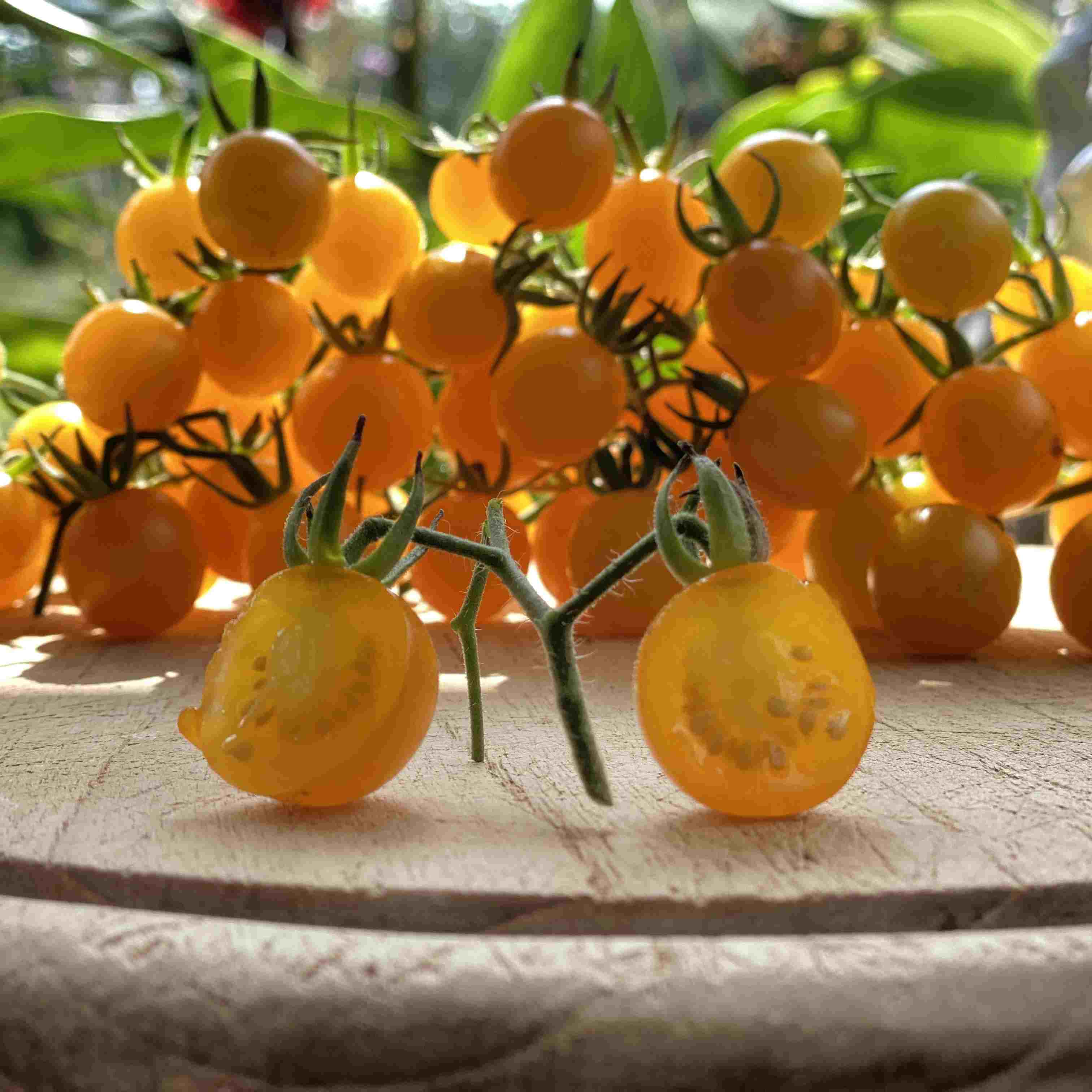 Tomatensaatgut Golden Current