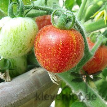 Rote Tomatenfrucht mit Orangen Streifen 