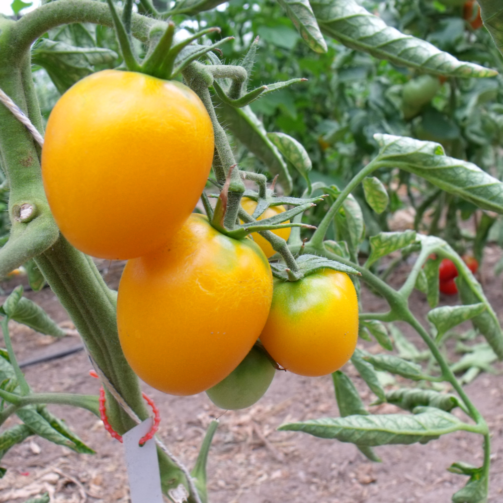 Gelbe Tomatenfrucht