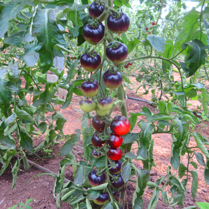Rote und Blaue Tomatenfrucht mit außergewöhnlichem Geschmack 