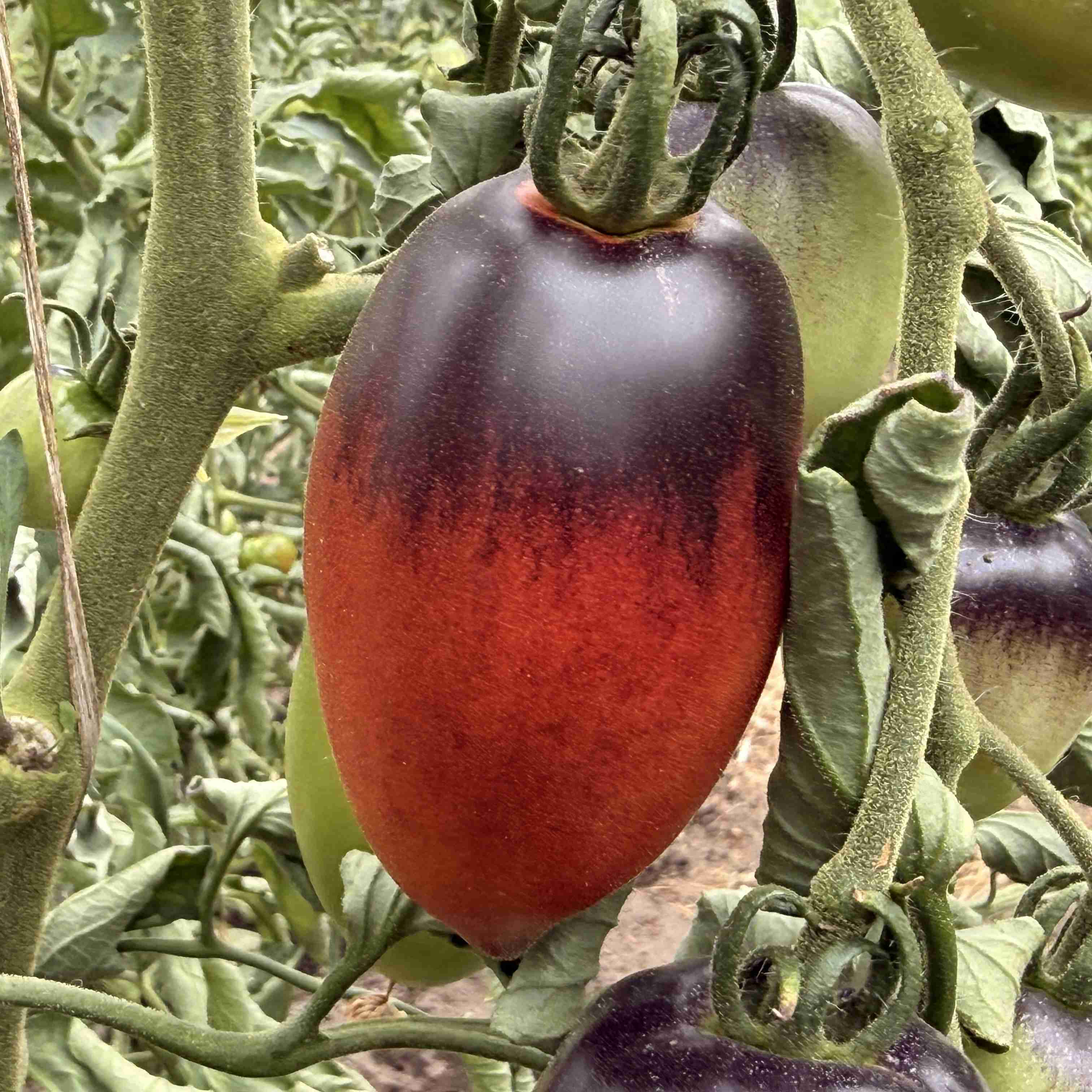 Tomatensaatgut Pascal de Picardie
